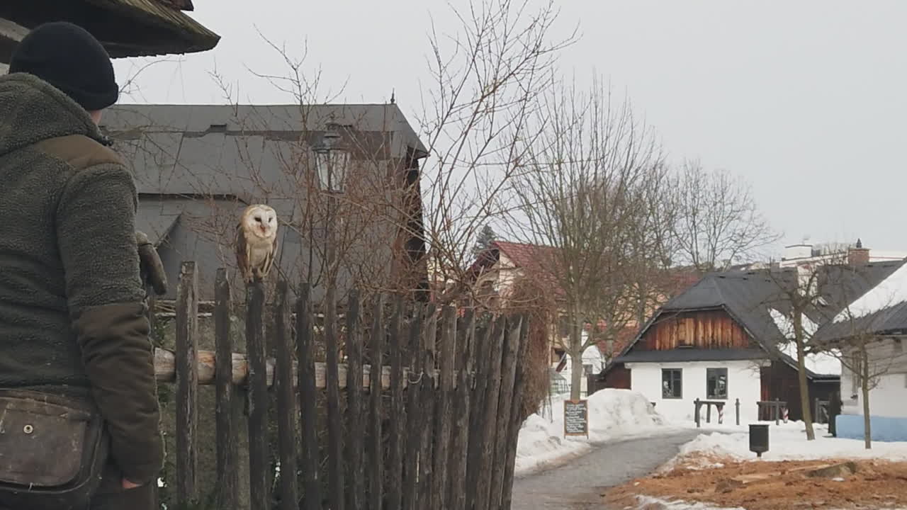 A man watches an owl perched on a fence in a snowy neighborhood. Slow motion, HD.