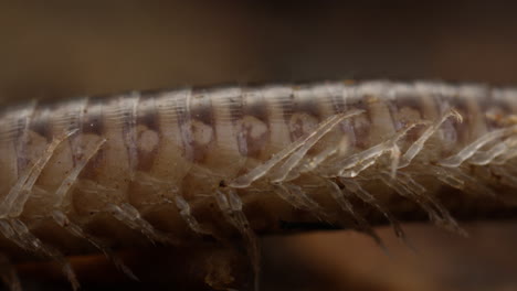 macro shot of legs and belly of a blunt-tailed snake millipede