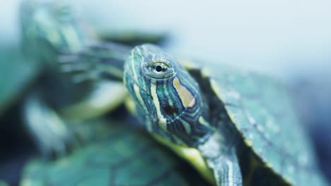 close-up of baby turtles