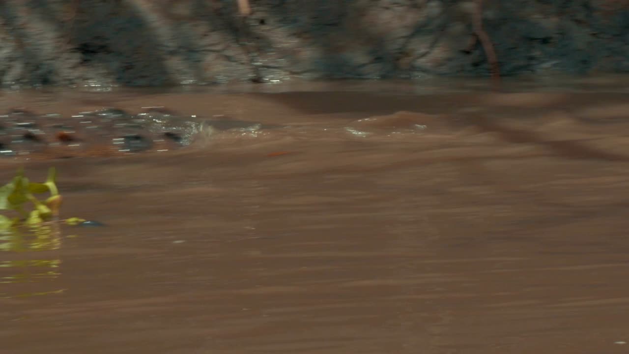 el cocodrilo salvaje de costa rica