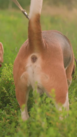 vista trasera del dueño del perro caminando con dos perros en la correa a través de la vegetación vibrante, los perros exploran el entorno cubierto de hierba mientras caminan al lado del dueño, mostrando curiosidad natural y paso relajado