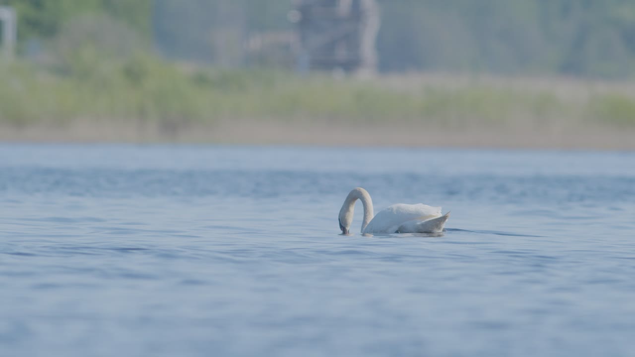 cisne salvaje mudo en el lago, buceando bajo el agua en busca de comida