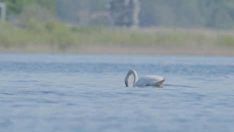 wild mute swan in lake, diving under water for food