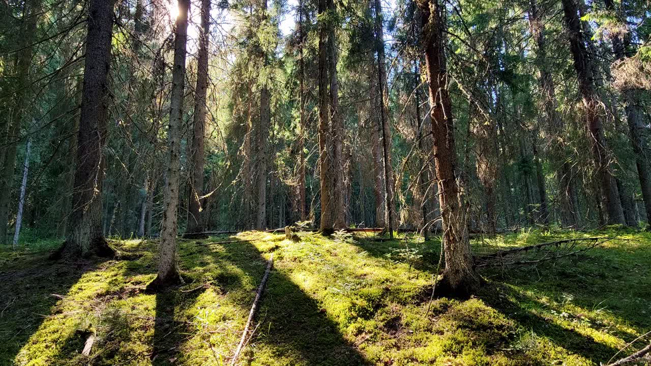 paisaje forestal verde con insectos volando alrededor