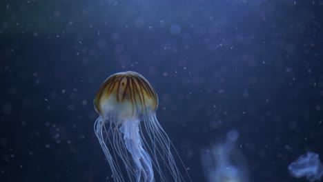 medusas de ortiga marina japonesa nadando a través de algas