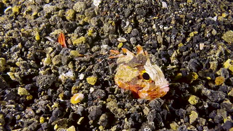 white-faced-waspfish-hiding-in-dark-sand-by-digging-in-with-jerky-movements