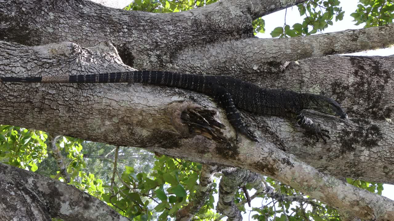 ящерица поднимается на ствол дерева в лесной обстановке