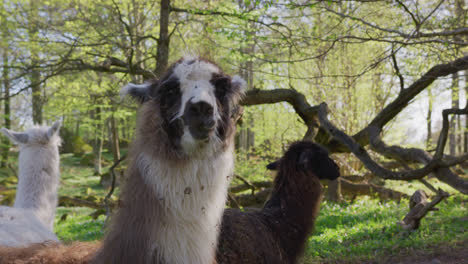 happy llama is curious