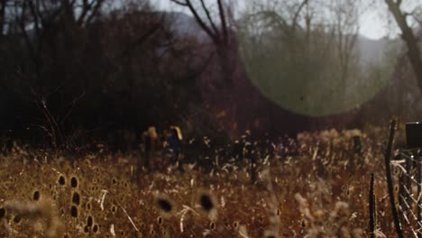 cinematógrafo filmando el campo de las flores silvestres en colorado