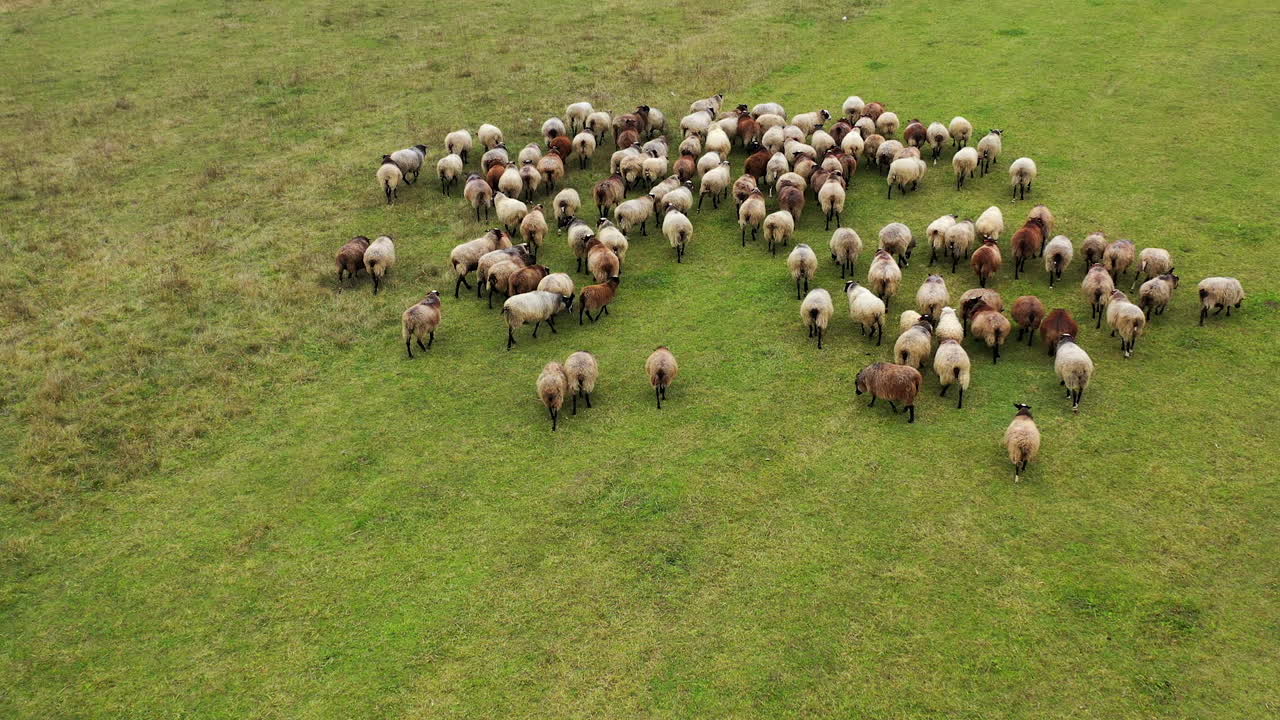 Herd of sheep on pasture. Group of beautiful domestic mammals grazing on field. Sheep feeding on a meadow. Aerial view.