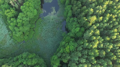 capture the magic of dawn with a bird's eye view—drone gracefully explores europe's serene lake, lush forest, and a captivating water dam from the sky