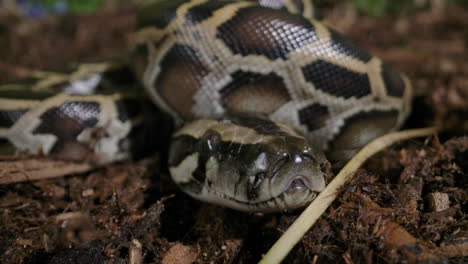 Extreme-close-up-of-a-burmese-python-baby-freshly-hatched