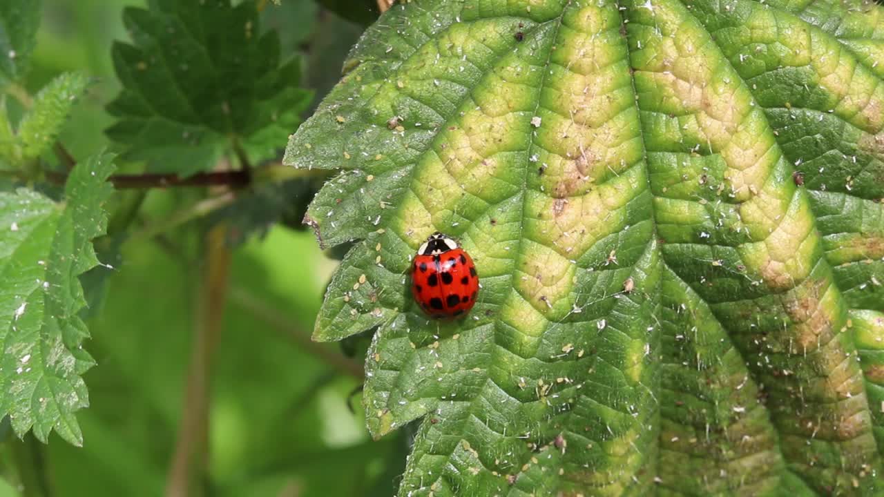 A Ladybird resting on a Nettle leaf in Summer