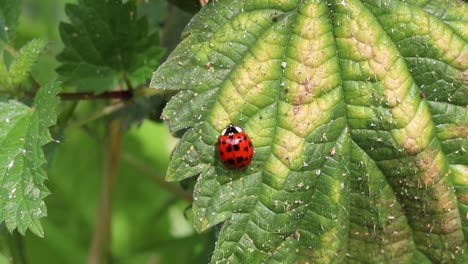 Ein-Marienkäfer,-Der-Im-Sommer-Auf-Einem-Brennnesselblatt-Ruht