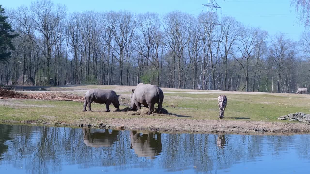 zebra blanca y pastoreo en el parque safari del zoológico de hamburguesas en arnhem, países bajos