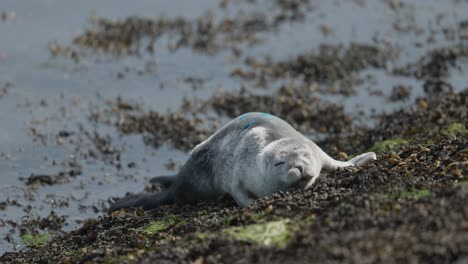 baby seal on the shore