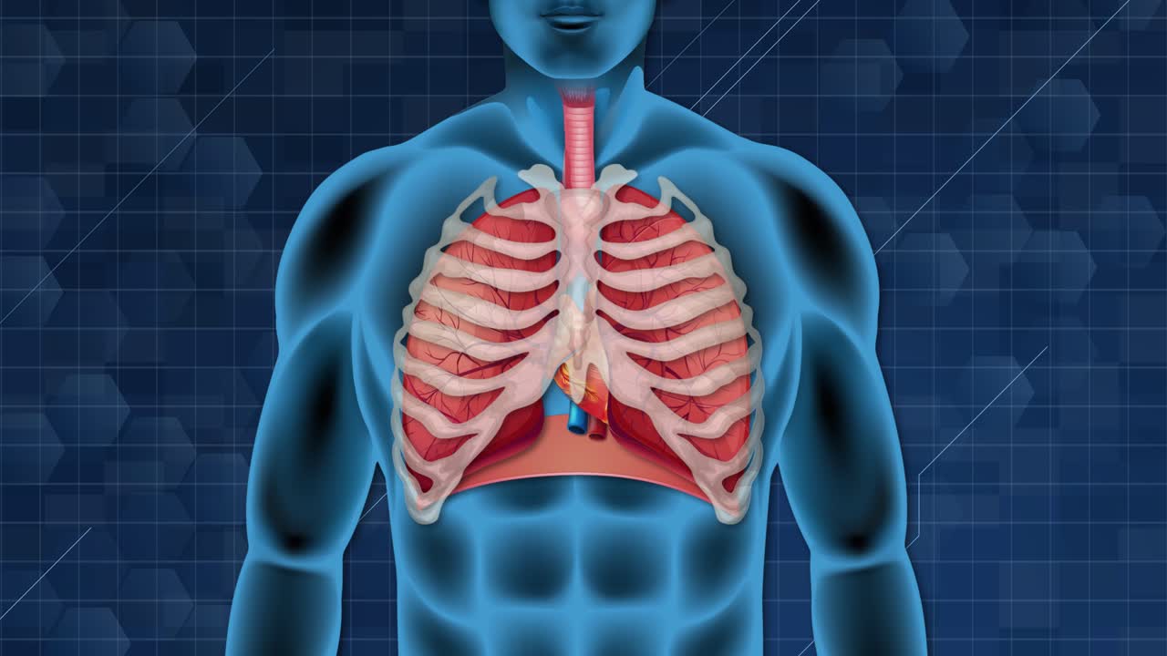 animación que representa las capas de la anatomía torácica humana.