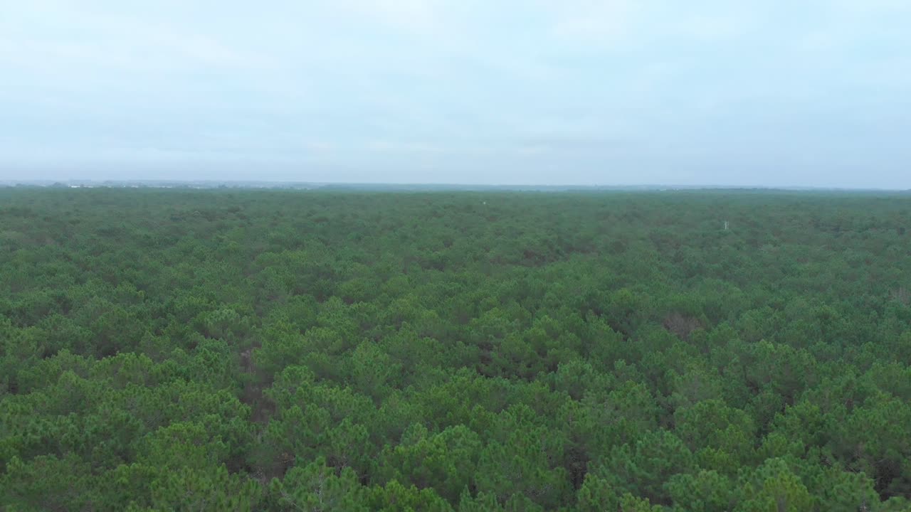 나무 꼭대기를 보여주는 아름다운 소나무 숲의 조감도