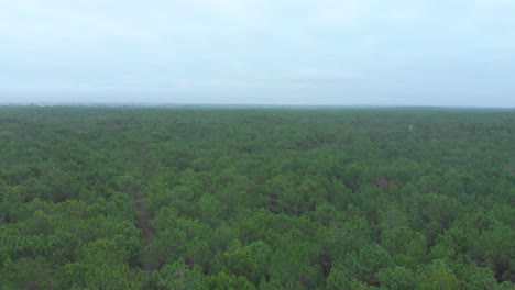 Vista-Aérea-De-Un-Hermoso-Bosque-De-Pinos-Que-Muestra-La-Parte-Superior-De-Los-árboles