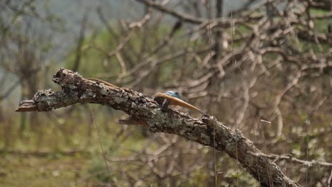 blue headed agama lizard challenges another for territory on branch