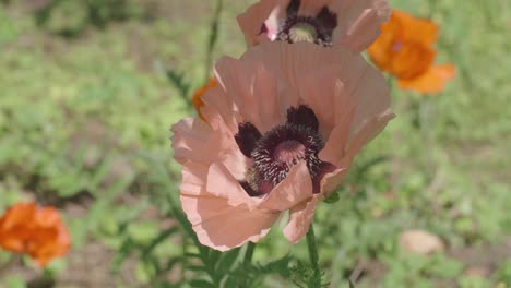 bees hover around wild pink poppy flowers in bloom