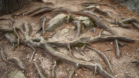 big tree roots coming out ot the ground in a forest in geres, portugal