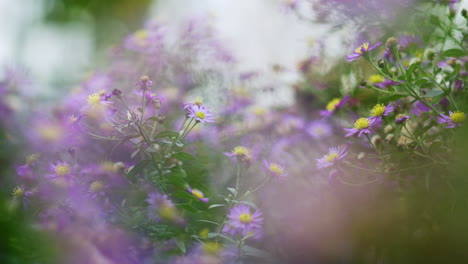 lecho de flores de aster amellus púrpura en el jardín comunitario de berlín