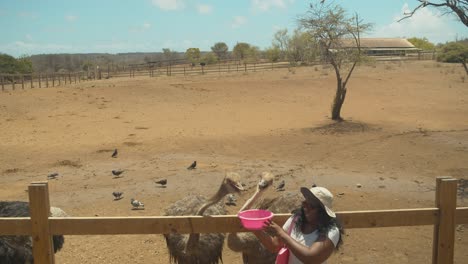 una mujer alimentando avestruces en una granja de avestruces en curacao, el caribe holandés