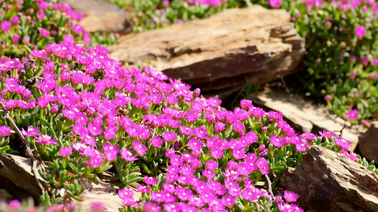 Mat-forming delosperma iceplant flourishing in rocky terrain with pink flowers