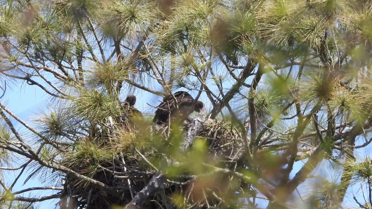 jóvenes águilas sentadas en una red en un día de viento