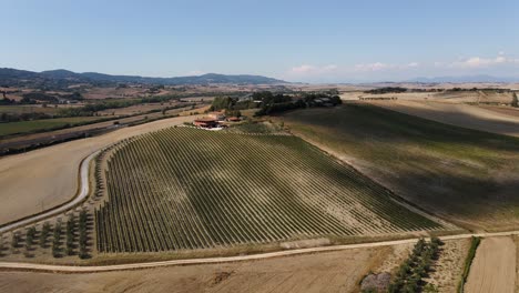 vista panorámica aérea del paisaje sobre las filas de viñedos, en las colinas de la toscana, en el campo italiano, en un día soleado