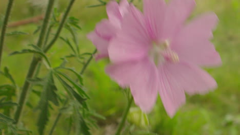 Beautiful-pinky-wildflower-close-up-shot-in-nature