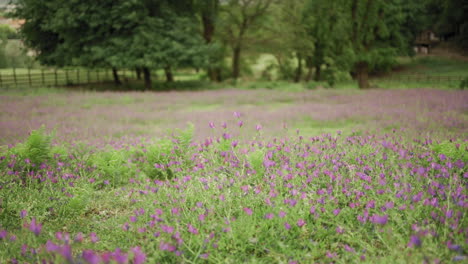 exuberante pradera rural con flores de color púrpura que florecen en primavera