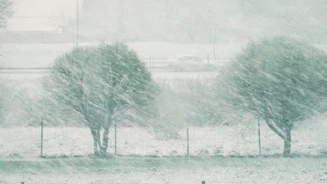 Snowfall-in-spring-on-green-leaves