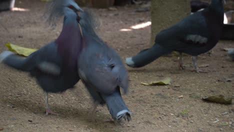 Maroon-breasted-Crowned-Pigeon-fight