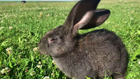 a dark rabbit in a field of clover