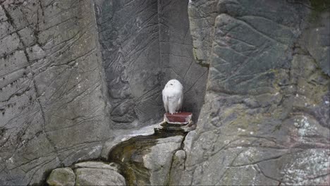 snow owl bubo scandiacus standing motionless on rock before moving head and looking straight towards camera - sad bird in zoo captivity