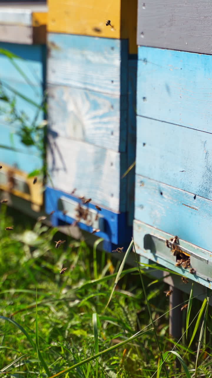 Row of beehives on green grass. Busy bees flying into the wooden hive. Insects near garden bee house. Apiculture concept. Vertical video