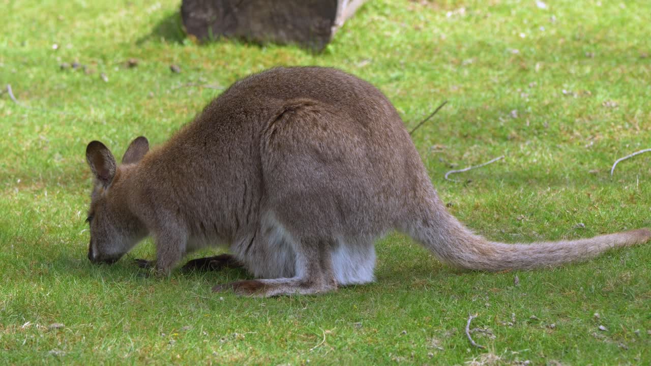 un canguro joven y lindo pastando hierba en el campo en la naturaleza