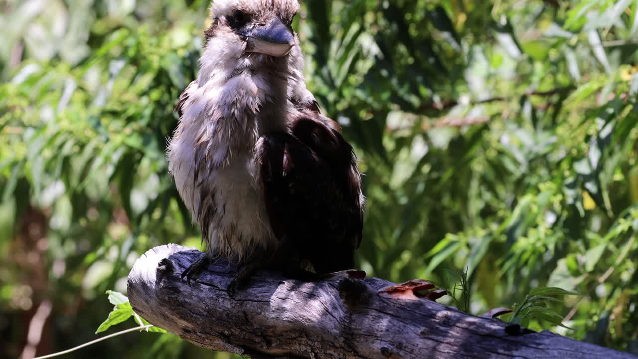 plumas de aves en su hábitat natural