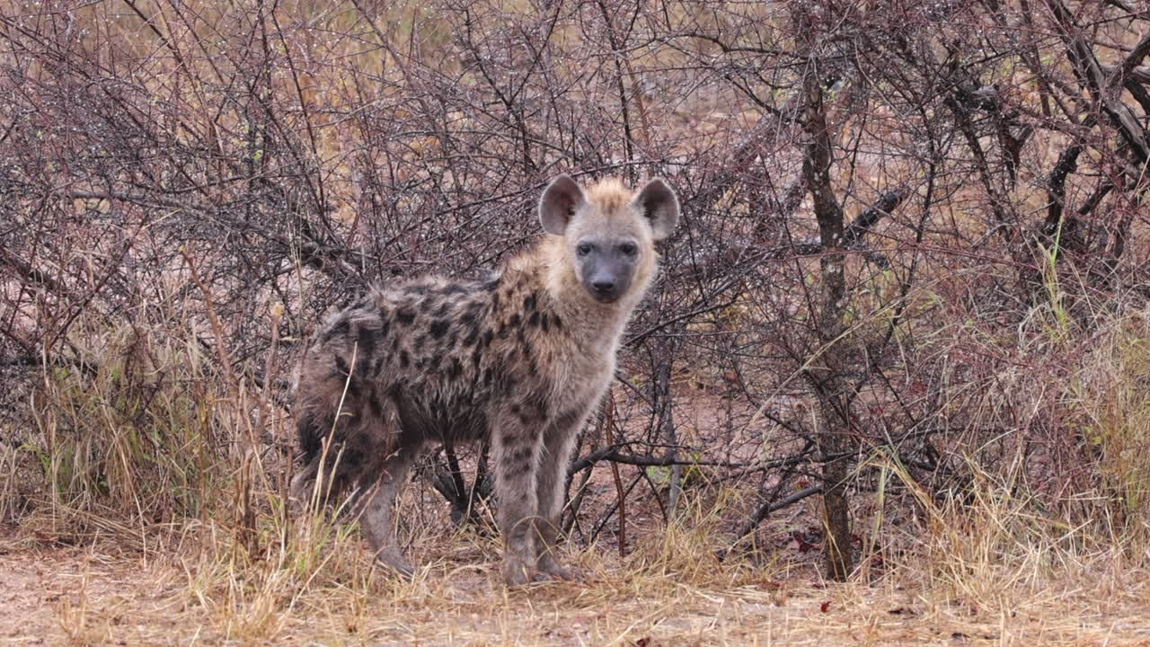 Cute Spotted Hyena stands amid parched scrubland in welcome warm rain