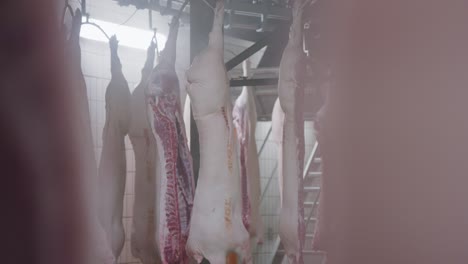 wide shot of pig carcasses without intestines on a transportation, conveyor belt