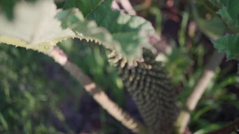 Slow-motion-plant-shot-at-local-herb-gathering