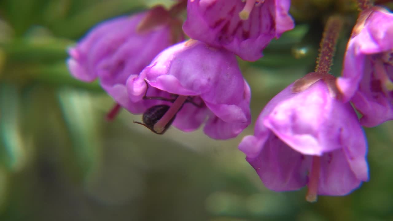 hormiga trepando a una flor morada en la isla de vancouver, canadá