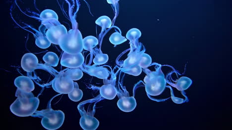 medusas en el acuario