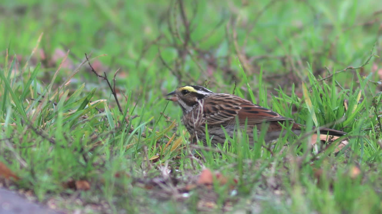 A Yellow-browed Bunting foraging on seeds in the roadside
