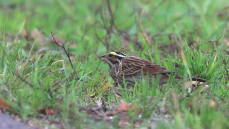 A-Yellow-browed-Bunting-foraging-on-seeds-in-the-roadside