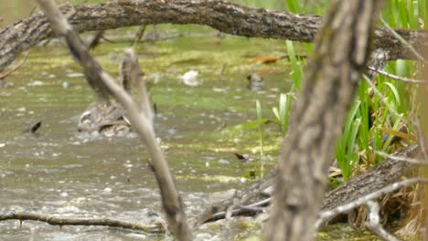 Patos-Peleando-Y-Jugando-En-Un-Estanque-Marrón-Sucio-En-La-Naturaleza