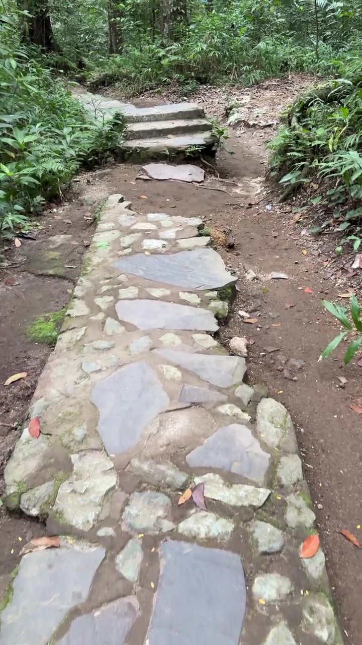 Rustic Stone Path Winding Through a Serene Forest