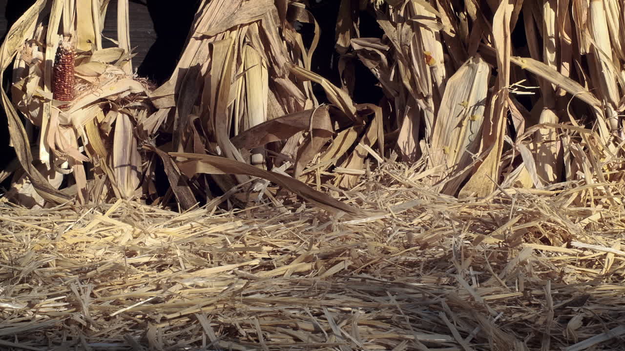 plano medio en cámara lenta de una calabaza que cae, golpea el suelo y rueda hacia la izquierda de la pantalla mientras su parte superior sale volando por el aire
